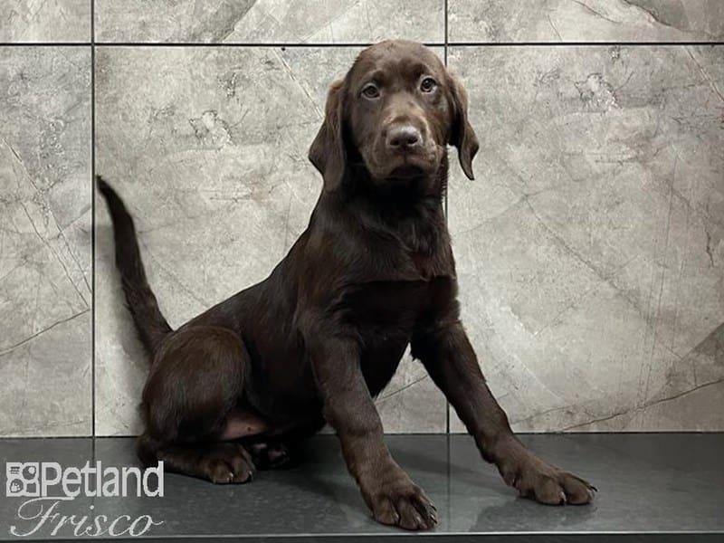 Labrador Retriever-DOG-Female-Chocolate-3623310-Petland Frisco, Texas