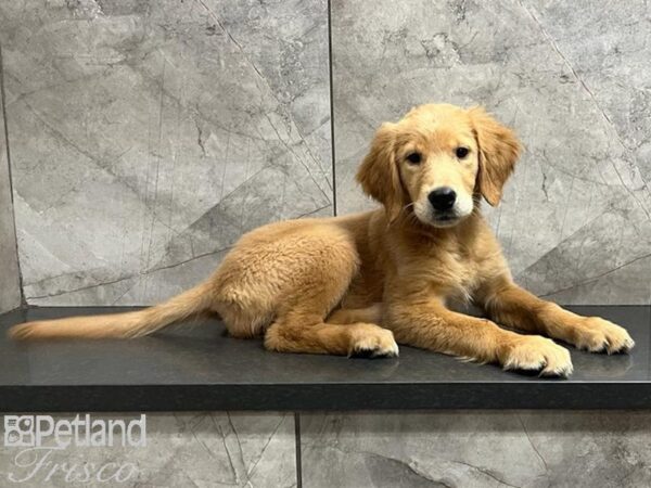 Golden Retriever DOG Female Golden 29810 Petland Frisco, Texas