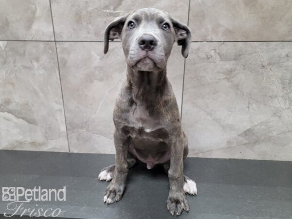 Cane Corso-DOG-Male-Blue Brindle-29784-Petland Frisco, Texas