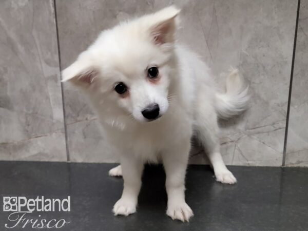 American Eskimo DOG Female White 29885 Petland Frisco, Texas