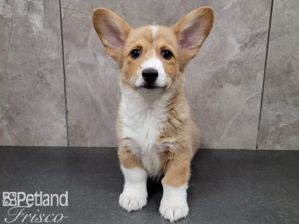 Pembroke Welsh Corgi DOG Male Red / White 29881 Petland Frisco, Texas