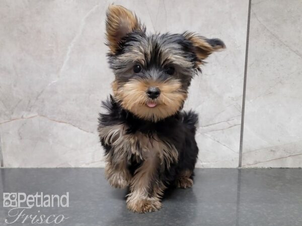 Yorkshire Terrier DOG Male Black / Tan 29838 Petland Frisco, Texas