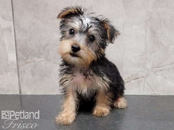 Silky Terrier DOG Male Black / Tan 29837 Petland Frisco, Texas