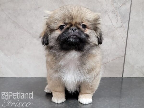 Pekingese-DOG-Female-Cream Sable-29833-Petland Frisco & Mckinney, Texas