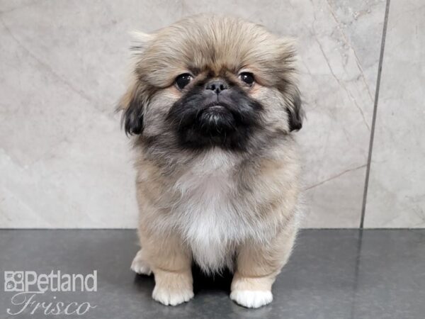 Pekingese-DOG-Female-Cream Sable-29833-Petland Frisco, Texas