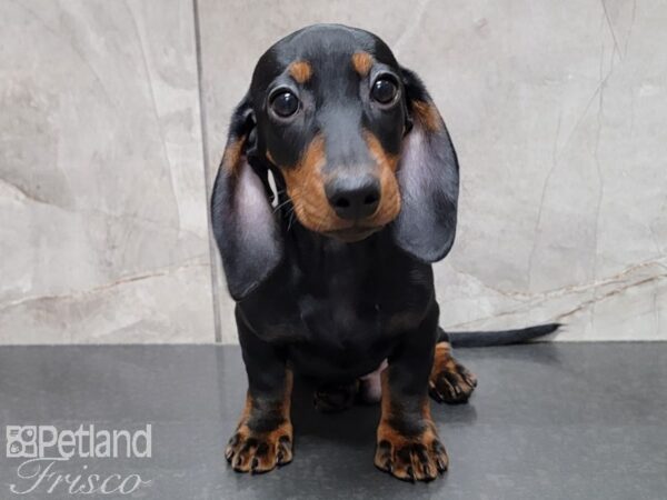 Miniature Dachshund DOG Male Black / Tan 29819 Petland Frisco, Texas