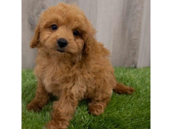 Goldendoodle Mini 2nd Gen DOG Female Red 29925 Petland Frisco, Texas