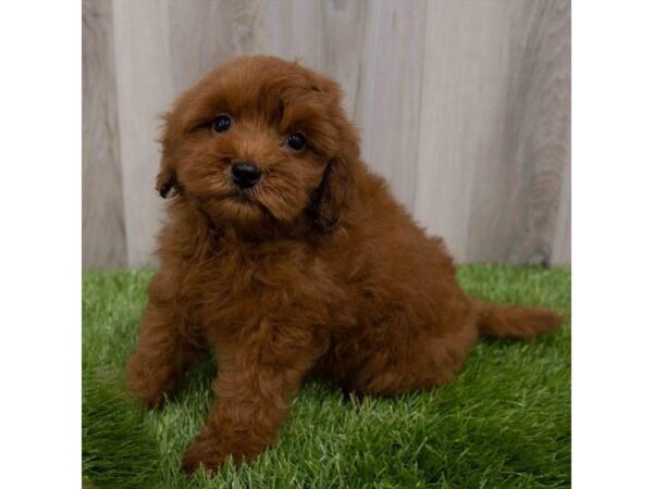 Goldendoodle Mini 2nd Gen-DOG-Male-Red-29926-Petland Frisco & Mckinney, Texas