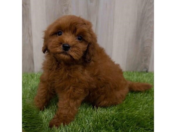 Goldendoodle Mini 2nd Gen-DOG-Male-Red-29926-Petland Frisco, Texas