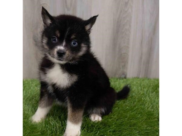 Pomsky 2nd Gen DOG Female Black Tan / White 29928 Petland Frisco, Texas