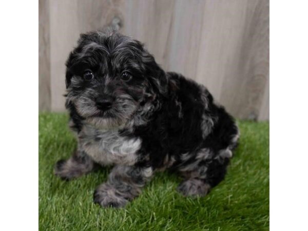 Goldendoodle Mini-DOG-Female-Blue Merle-29924-Petland Frisco, Texas