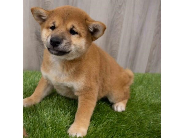 Shiba Inu DOG Male Red 29915 Petland Frisco, Texas