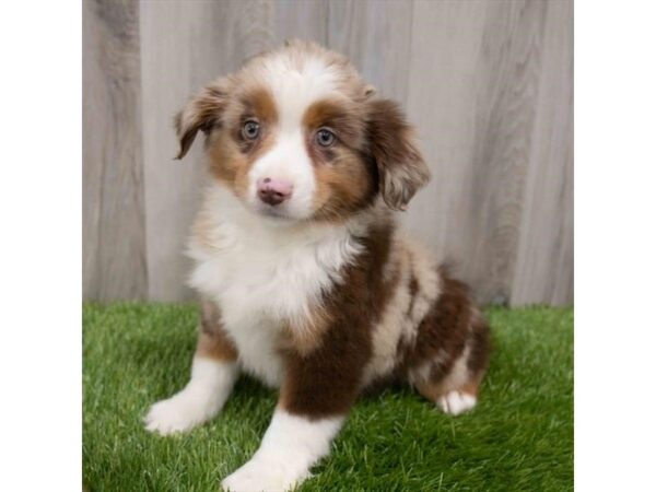 Miniature American Shepherd DOG Female Red Merle 29918 Petland Frisco, Texas