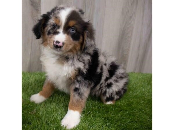 Miniature American Shepherd DOG Male Blue Merle 29919 Petland Frisco, Texas