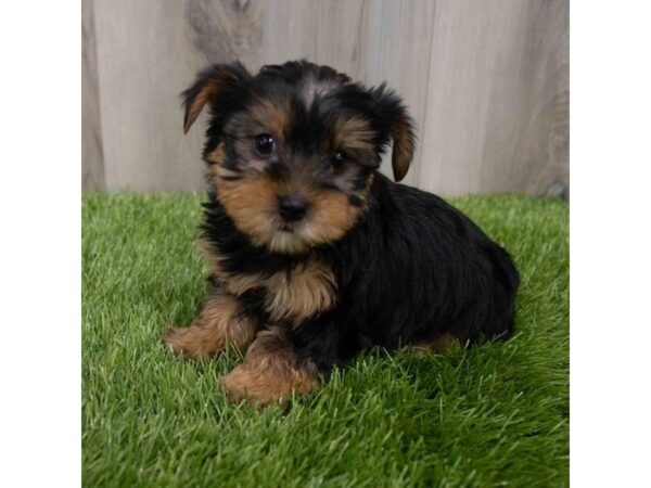 Yorkshire Terrier DOG Female Black / Tan 29917 Petland Frisco, Texas