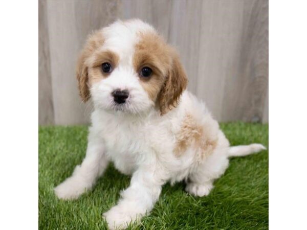 Cavachon-DOG-Male-Blenheim-29921-Petland Frisco & Mckinney, Texas