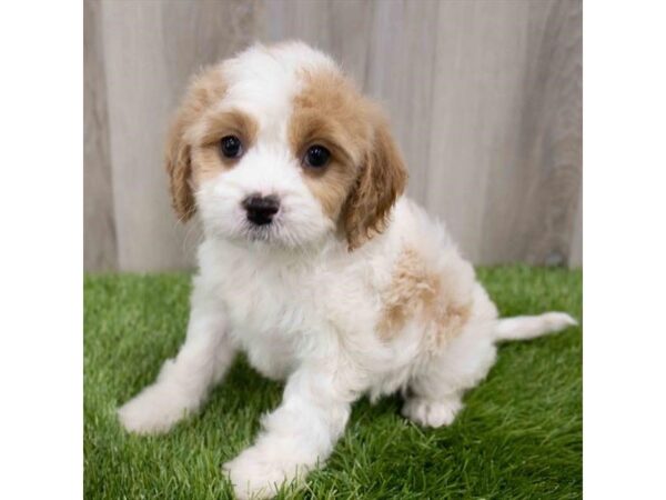 Cavachon DOG Male Blenheim 29921 Petland Frisco, Texas