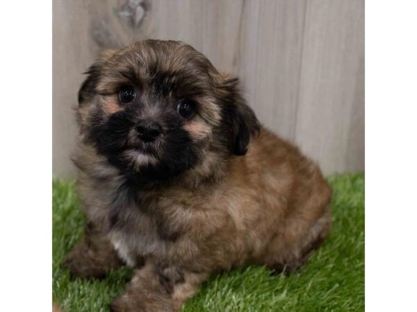 Yochon-DOG-Female-Golden-29920-Petland Frisco, Texas