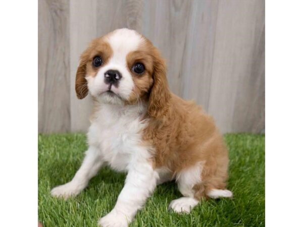 Cavalier King Charles Spaniel-DOG-Male-Blenheim-29913-Petland Frisco & Mckinney, Texas