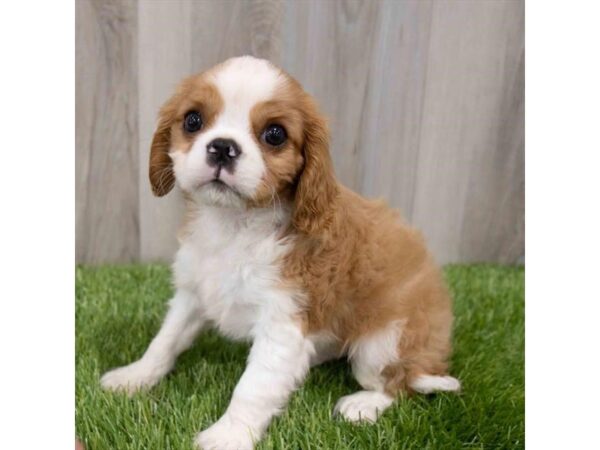 Cavalier King Charles Spaniel DOG Male Blenheim 29913 Petland Frisco, Texas