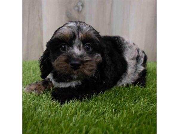 Cock A Poo-DOG-Male-Blue Merle-29923-Petland Frisco & Mckinney, Texas