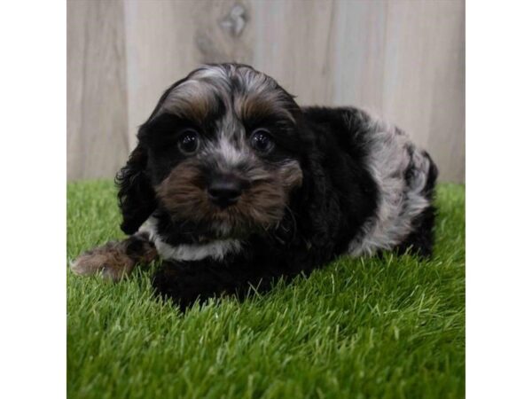 Cock A Poo DOG Male Blue Merle 29923 Petland Frisco, Texas