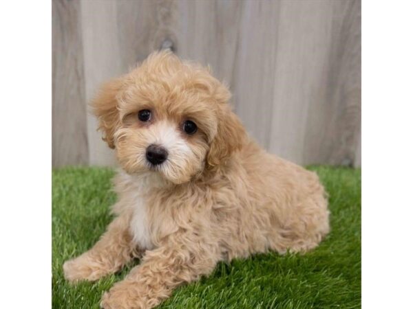 Maltipoo DOG Male Apricot 29929 Petland Frisco, Texas