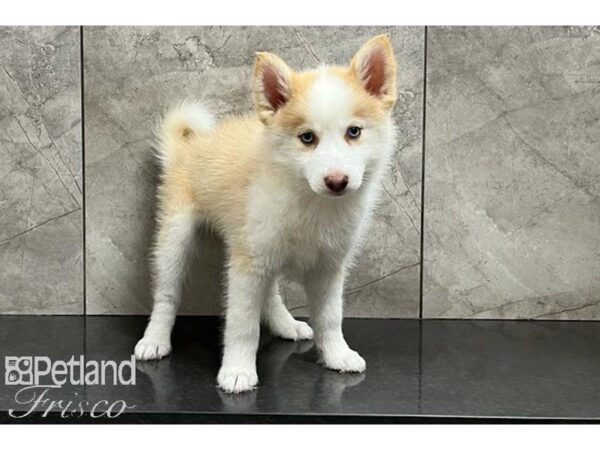 Pomsky DOG Female Sable and White 29946 Petland Frisco, Texas