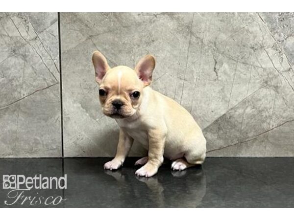 French Bulldog DOG Female Cream 29935 Petland Frisco, Texas