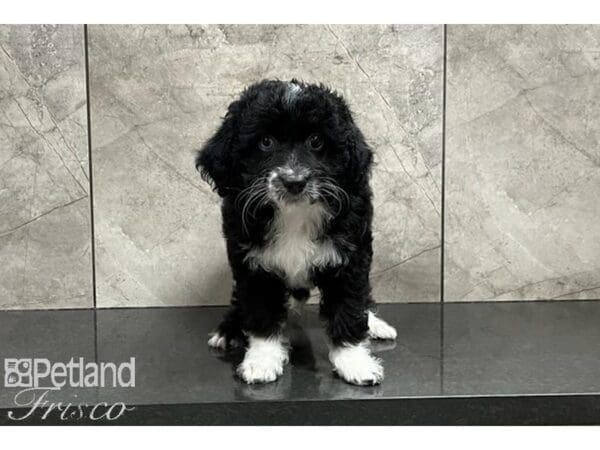 Miniature Aussiedoodle-DOG-Female-Black and White-29931-Petland Frisco, Texas