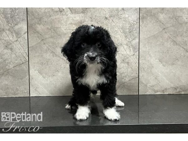 Miniature Aussiedoodle DOG Female Black and White 29931 Petland Frisco, Texas