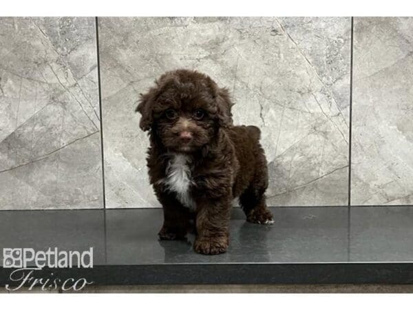 Miniature Aussiedoodle-DOG-Female-Chocolate and White-29930-Petland Frisco, Texas