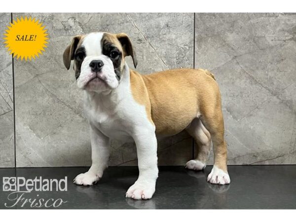 English Bulldog DOG Male Red and White 29772 Petland Frisco, Texas