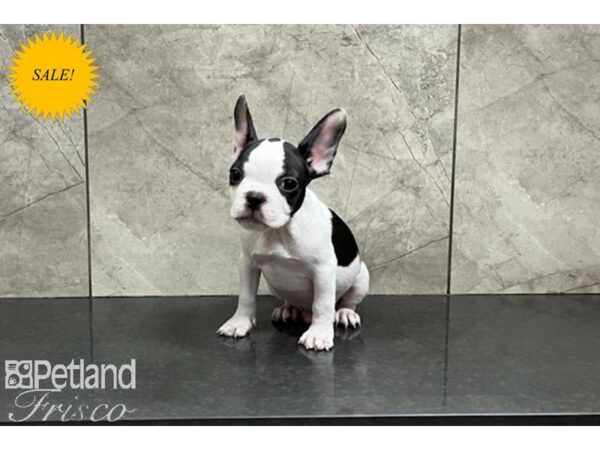 French Bulldog DOG Male White, Black, and Tan 29907 Petland Frisco, Texas