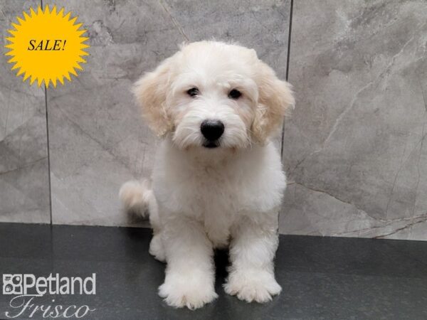 Goldendoodle Mini 2nd Gen-DOG-Male-Cream-29861-Petland Frisco & Mckinney, Texas