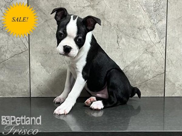 Boston Terrier DOG Male Black / White 29854 Petland Frisco, Texas