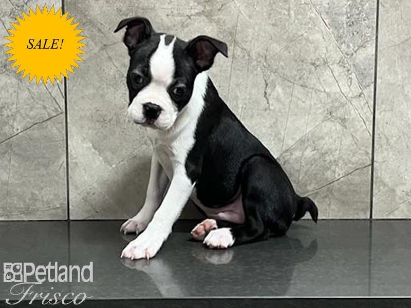 Boston Terrier-DOG-Male-Black / White-3623319-Petland Frisco, Texas