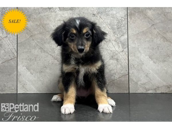 Miniature Australian Shepherd-DOG-Female-Black Tan / White-29873-Petland Frisco & Mckinney, Texas