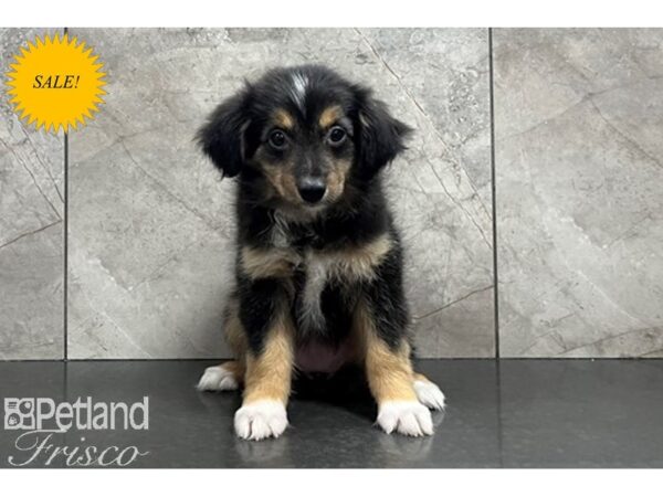 Miniature Australian Shepherd DOG Female Black Tan / White 29873 Petland Frisco, Texas