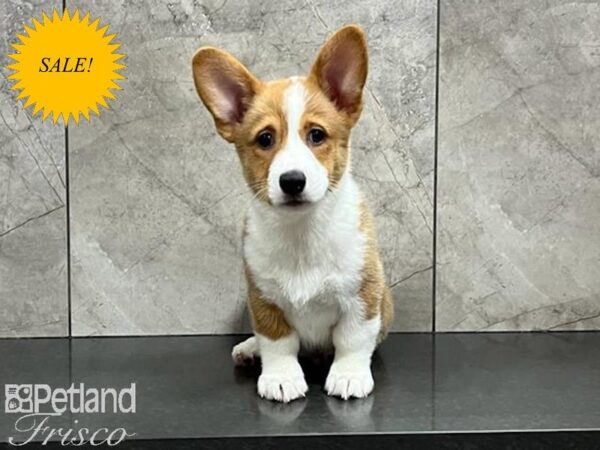 Pembroke Welsh Corgi DOG Male Red / White 29882 Petland Frisco, Texas