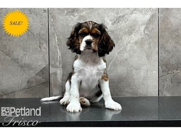 Cockalier-DOG-Male-Blenheim-29892-Petland Frisco, Texas