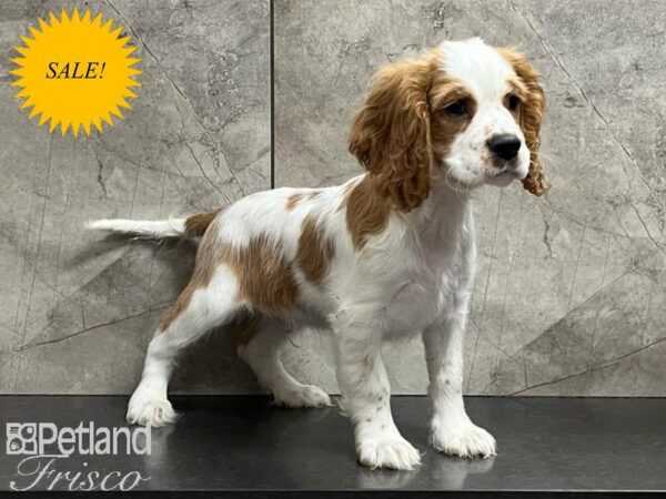 Cockalier-DOG-Male-Blenheim-29893-Petland Frisco, Texas