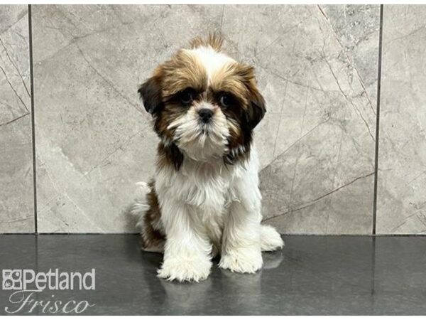 Shih Tzu-DOG-Female-Brindle / White-29939-Petland Frisco & Mckinney, Texas