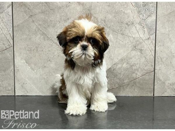 Shih Tzu DOG Female Brindle / White 29939 Petland Frisco, Texas