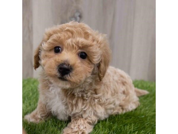Maltipoo-DOG-Female-Apricot-29976-Petland Frisco & Mckinney, Texas
