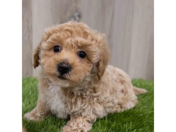 Maltipoo DOG Female Apricot 29976 Petland Frisco, Texas