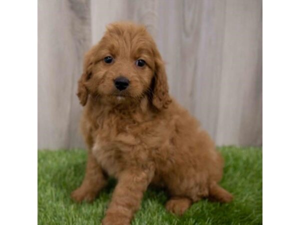 Goldendoodle Mini DOG Female Apricot 29969 Petland Frisco, Texas