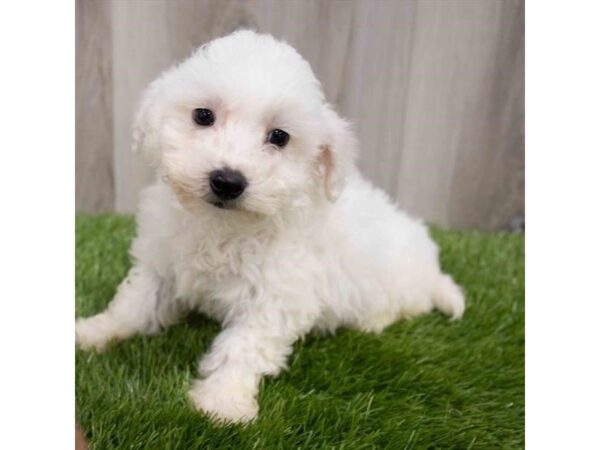 Bichon Frise DOG Male White 29948 Petland Frisco, Texas