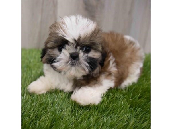 Shih Tzu-DOG-Female-Brown / White-29963-Petland Frisco & Mckinney, Texas