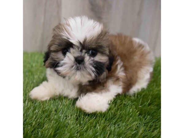 Shih Tzu DOG Female Brown / White 29963 Petland Frisco, Texas